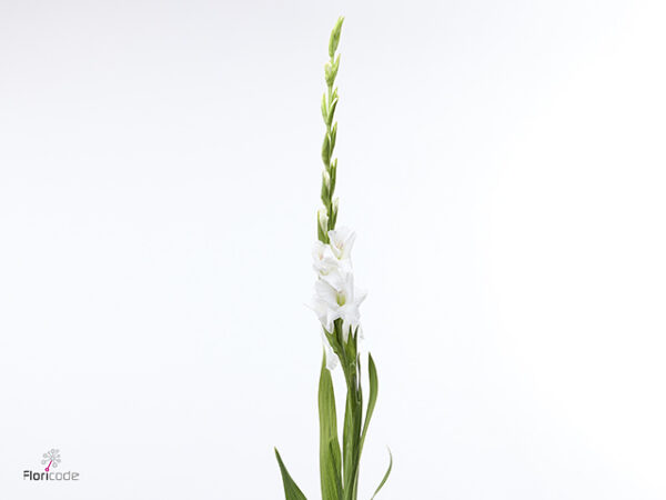 Gladiola Gr Puravida 110 cm Gladiola Gr Puravida 110 cm – produkt Uviažto
