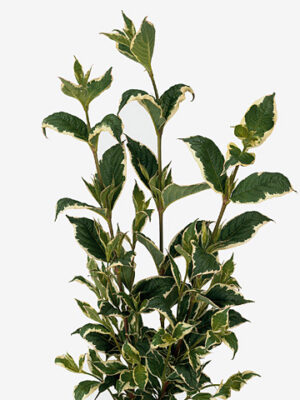 Weigela Mag Sunshine 60 cm – produkt Uviažto