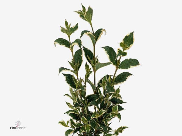 Weigela Mag Sunshine 60 cm Weigela Mag Sunshine 60 cm – produkt Uviažto