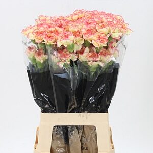 Dianthus Ali Baba 70 cm – produkt Uviažto