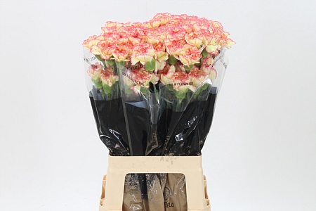 Dianthus Ali Baba 70 cm Dianthus Ali Baba 70 cm – produkt Uviažto