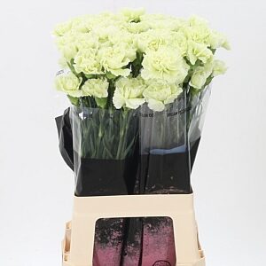 Dianthus Prado Mint 70 cm – produkt Uviažto