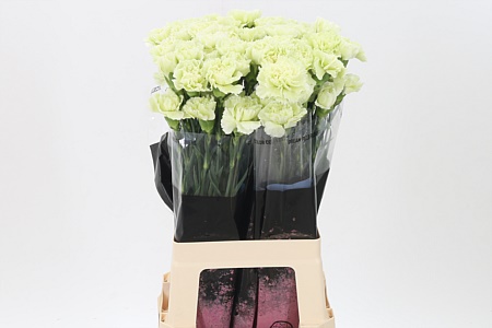 Dianthus Prado Mint 70 cm Dianthus Prado Mint 70 cm – produkt Uviažto