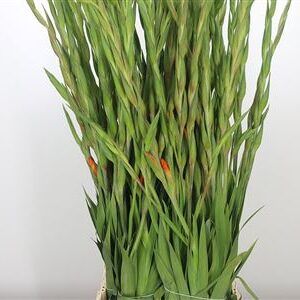 Gladiola Ovatie Orange 120 cm – produkt Uviažto