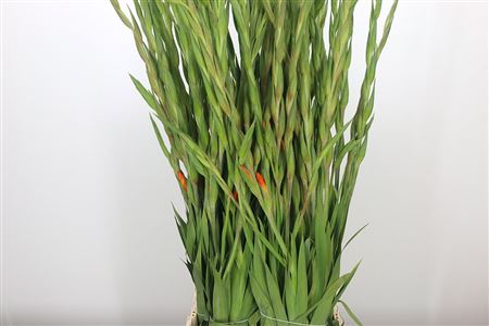 Gladiola Ovatie Orange 120 cm – produkt Uviažto