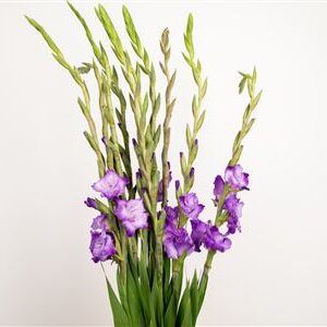 Gladiola Purple Flora 120 cm – produkt Uviažto