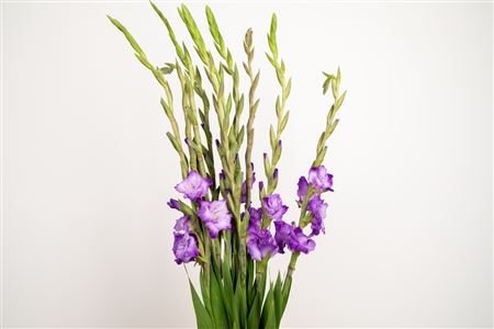 Gladiola Purple Flora 120 cm – produkt Uviažto
