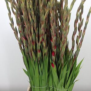 Gladiola Cantate Cerise 110 cm – produkt Uviažto