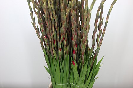 Gladiola Cantate Cerise 110 cm Gladiola Cantate Cerise 110 cm – produkt Uviažto