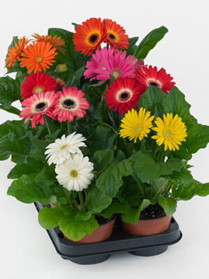 Gerbera Colourgame Mix – produkt Uviažto