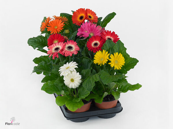 Gerbera Colourgame Mix Gerbera Colourgame Mix – produkt Uviažto