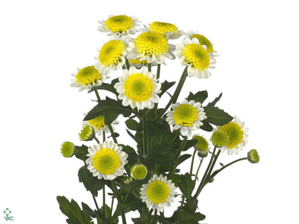 Chryzantéma Sun Up 55 cm Chryzantéma Sun Up 55 cm – produkt Uviažto