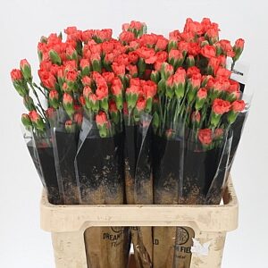 Dianthus Romany 60 cm – produkt Uviažto