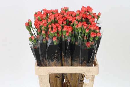 Dianthus Romany 60 cm – produkt Uviažto