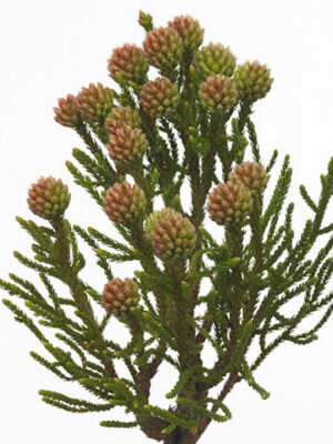 Kaaps Clusters 50 cm – produkt Uviažto