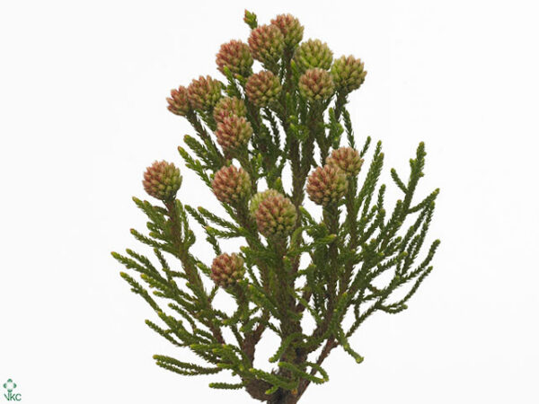 Kaaps Clusters 50 cm Kaaps Clusters 50 cm – produkt Uviažto