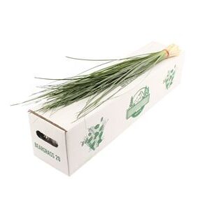 Beargrass 60 cm – produkt Uviažto