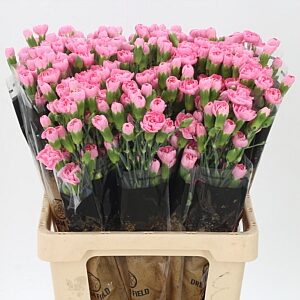 Dianthus Pink Pigeon 60 cm – produkt Uviažto