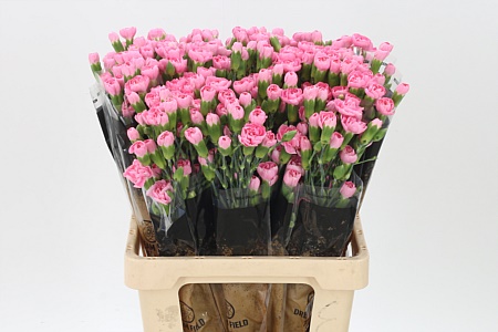 Dianthus Pink Pigeon 60 cm Dianthus Pink Pigeon 60 cm – produkt Uviažto