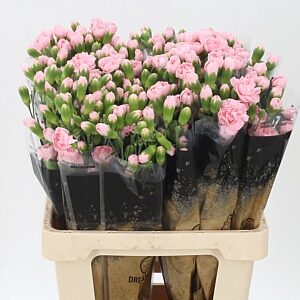 Dianthus Pink Ibis 60 cm – produkt Uviažto
