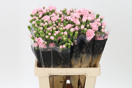 Dianthus Pink Ibis 60 cm Dianthus Pink Ibis 60 cm – produkt Uviažto