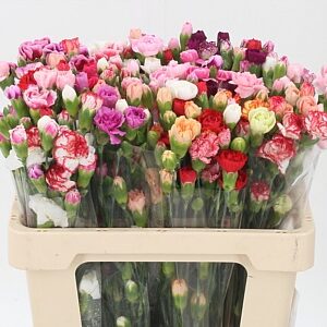 Dianthus Mixed Rainbow 60 cm – produkt Uviažto