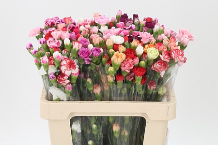 Dianthus Mixed Rainbow 60 cm Dianthus Mixed Rainbow 60 cm – produkt Uviažto