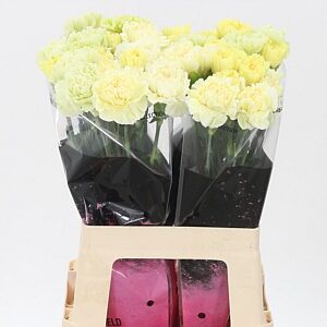 Dianthus Mix Yellow 65 cm – produkt Uviažto