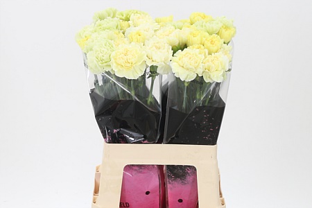 Dianthus Mix Yellow 65 cm Dianthus Mix Yellow 65 cm – produkt Uviažto