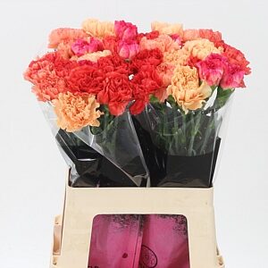 Dianthus Mix Orange 65 cm – produkt Uviažto