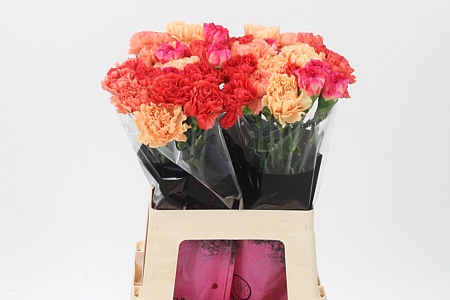 Dianthus Mix Orange 65 cm – produkt Uviažto
