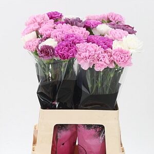 Dianthus Mix Lavendel 65 cm – produkt Uviažto