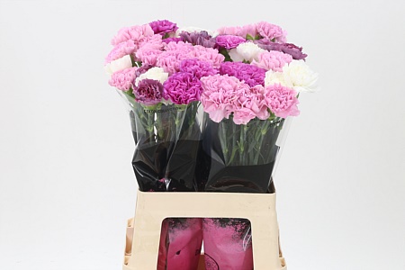 Dianthus Mix Lavendel 65 cm Dianthus Mix Lavendel 65 cm – produkt Uviažto
