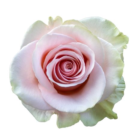 Ruža Frutteto Xl 60 cm – produkt Uviažto