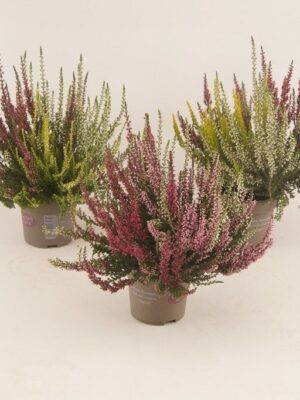 Vres Garden Girls Trio – produkt Uviažto