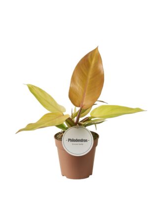 Filodendron Prince Of Orange – produkt Uviažto