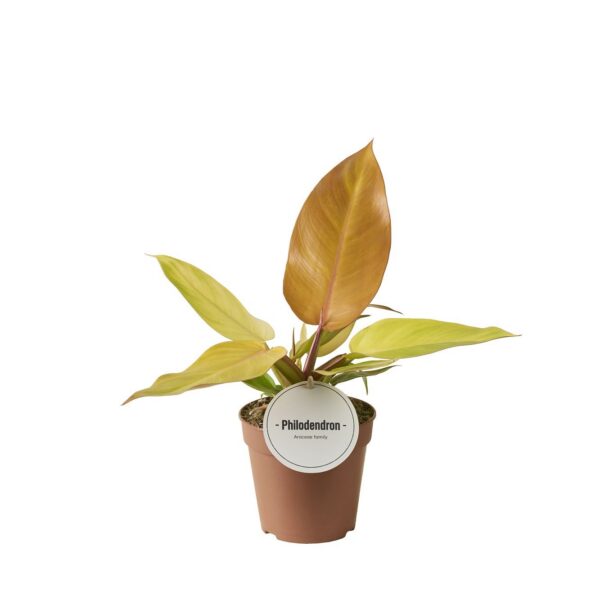 AZTGGH6M54NCRFB0A6IP80YW3 Filodendron Prince Of Orange – produkt Uviažto