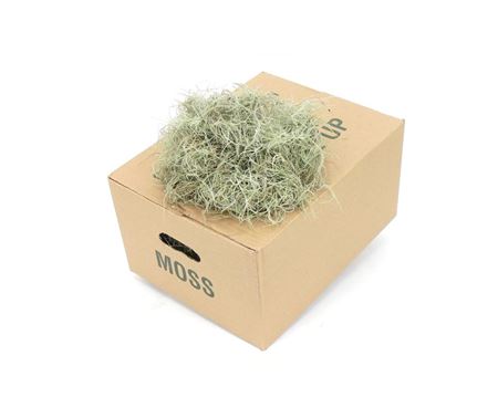 Mos Tillandsia Fine – produkt Uviažto
