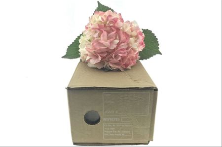 Hortenzia Pale Pink 60 cm Hortenzia Pale Pink 60 cm – produkt Uviažto