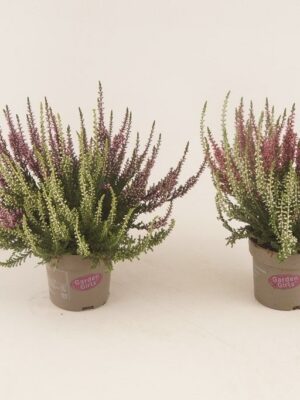 Vres Garden Girls Twin – produkt Uviažto