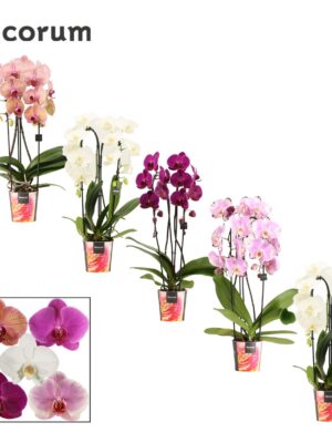 Orchidea Phalaenopsis Cascade Mix 2 stonky – produkt Uviažto