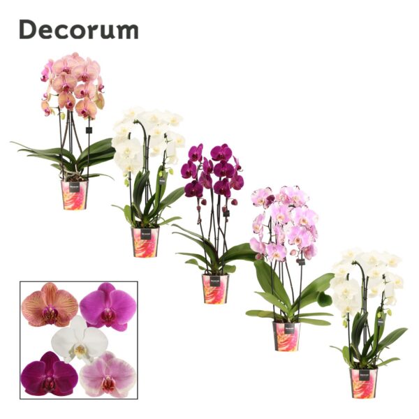 ENAV61N6N0WJ42Q4A8NDJ999C Orchidea Phalaenopsis Cascade Mix 2 stonky – produkt Uviažto
