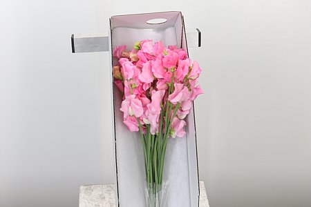 Lathyrus Pink 40 cm Lathyrus Pink 40 cm – produkt Uviažto