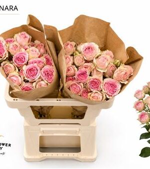 Ruža Dinara 50 cm – produkt Uviažto