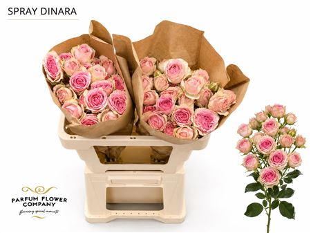 Ruža Dinara 50 cm – produkt Uviažto