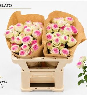Ruža Gelato 60 cm – produkt Uviažto