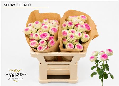 Ruža Gelato 60 cm – produkt Uviažto