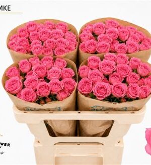 Ruža Femke 50 cm – produkt Uviažto