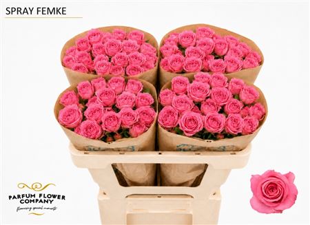 Ruža Femke 50 cm Ruža Femke 50 cm – produkt Uviažto