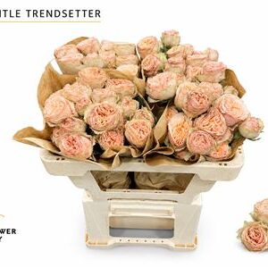 Ruža Gentle Trendsetter 60 cm – produkt Uviažto